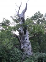 Albums/20090700-Windsor Great Park/26